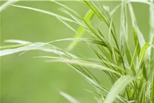 Hakonechloa macra 'Aureola'