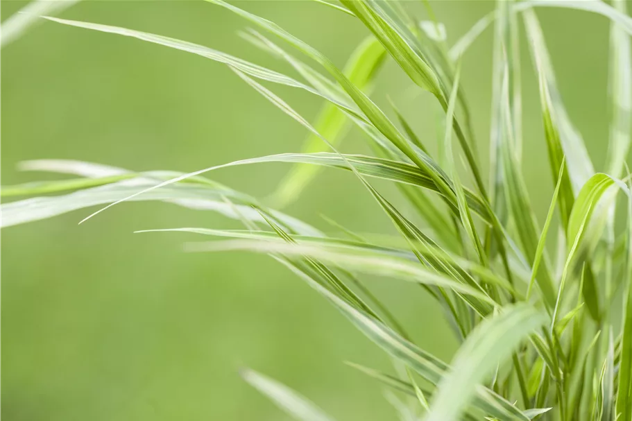 Hakonechloa macra 'Aureola'