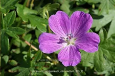 Geranium sanguineum 'Compactum'
