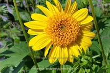 Helianthus decapetalus 'Meteor'