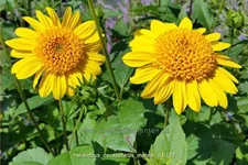 Helianthus decapetalus 'Meteor'