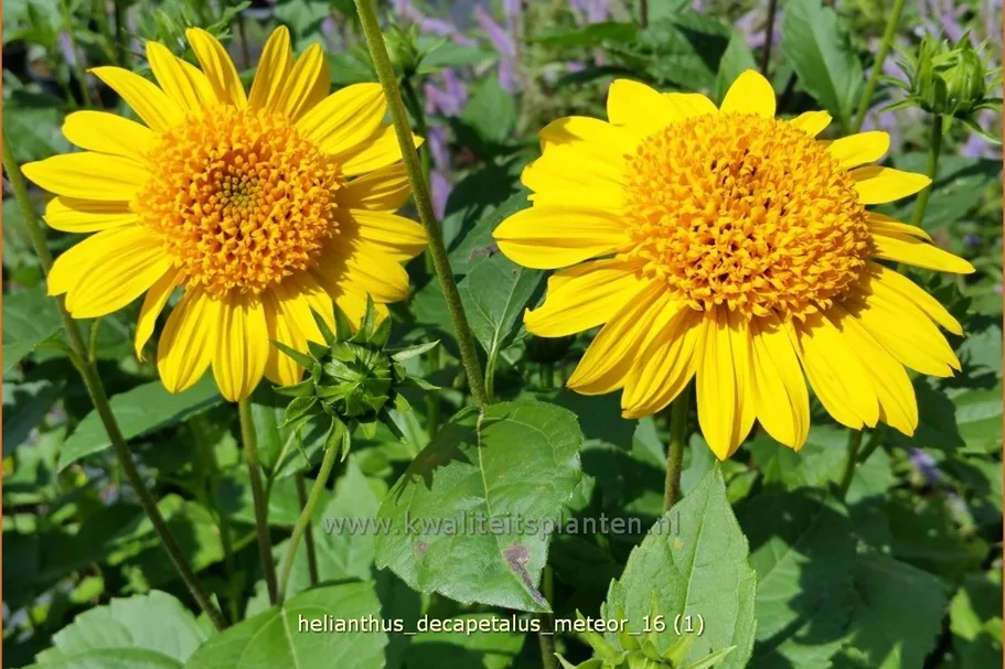 Helianthus decapetalus 'Meteor'