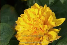 Helianthus decapetalus 'Plenus'