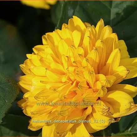 Helianthus decapetalus 'Plenus'
