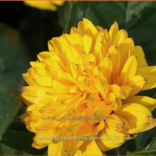 Helianthus decapetalus 'Plenus'