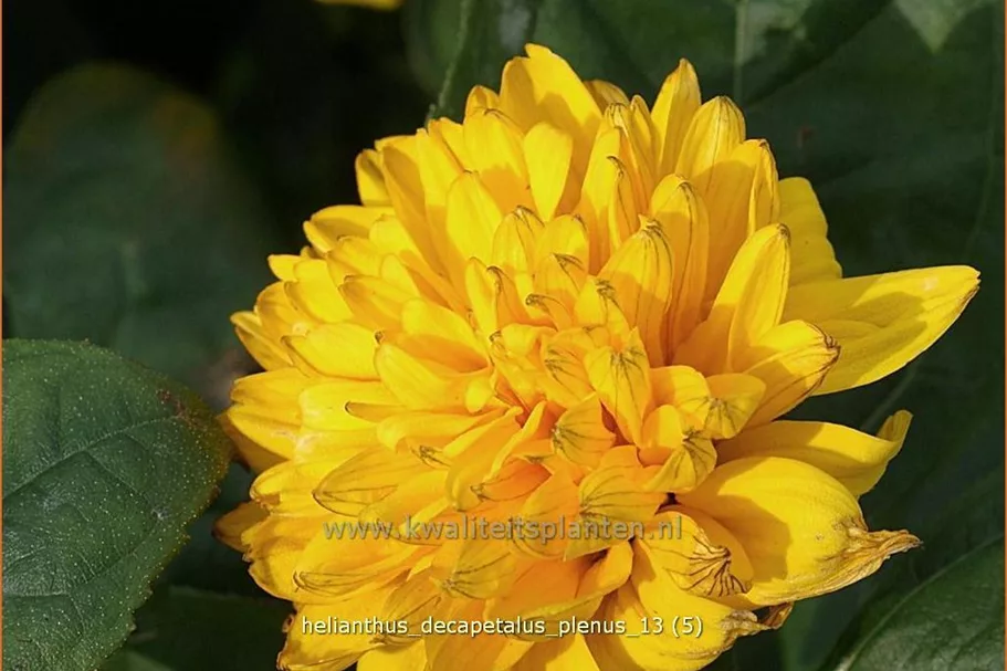Helianthus decapetalus 'Plenus'