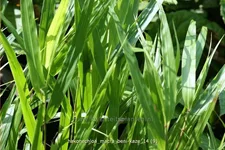 Hakonechloa macra 'Beni-Kaze'