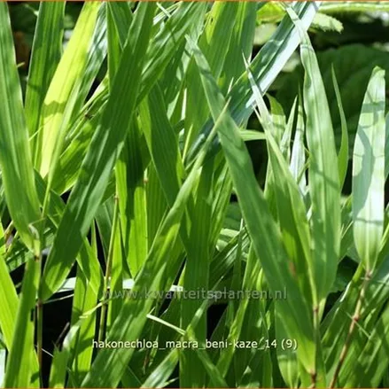 Hakonechloa macra 'Beni-Kaze'