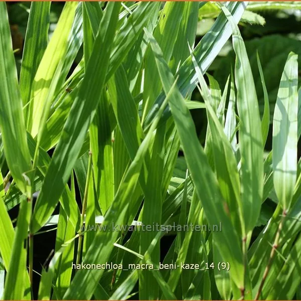 Hakonechloa macra 'Beni-Kaze'