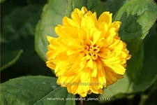Helianthus decapetalus 'Plenus'