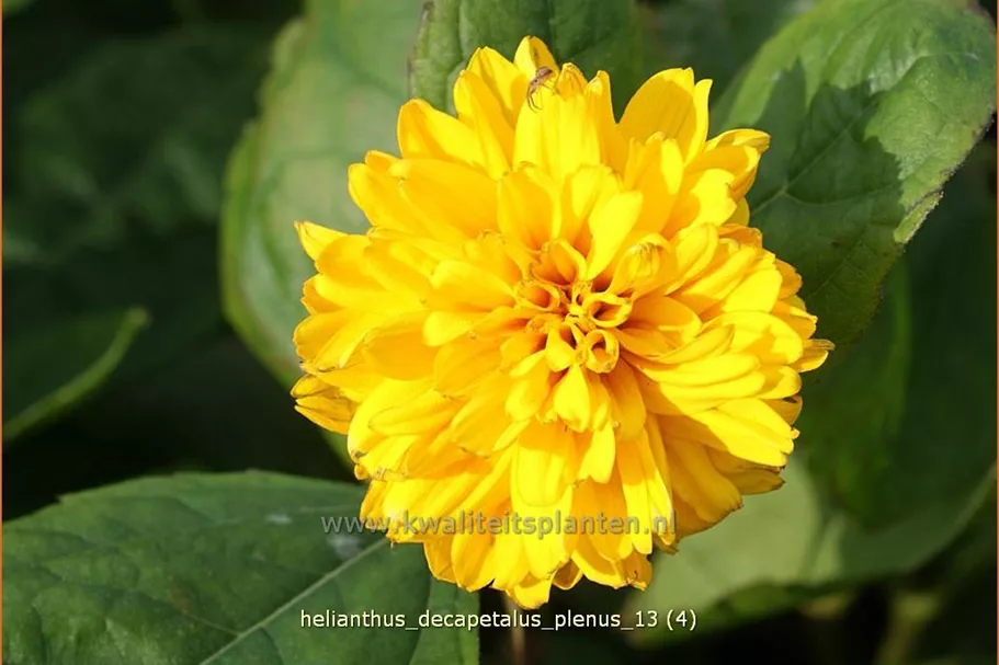 Helianthus decapetalus 'Plenus'