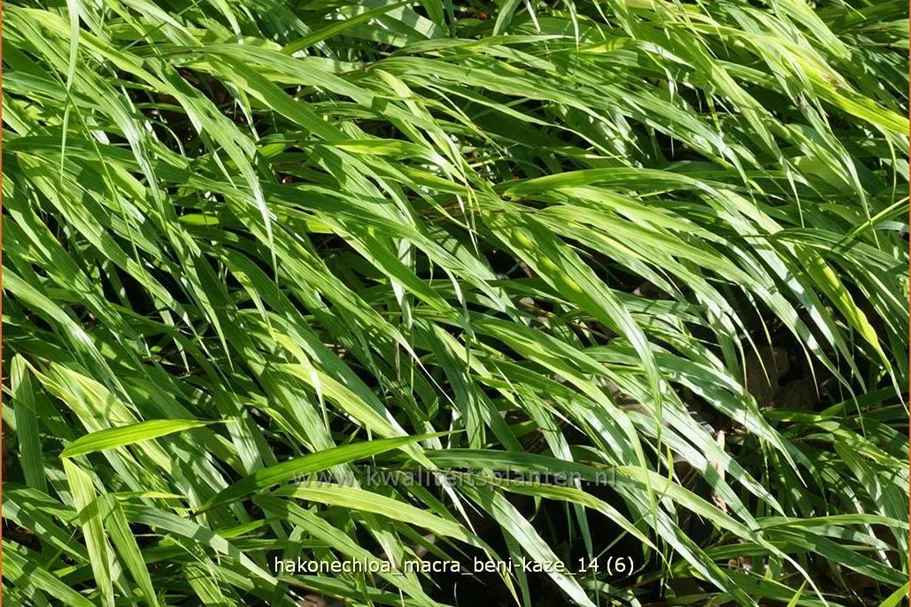 Hakonechloa macra 'Beni-Kaze'