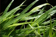Hakonechloa macra 'Beni-Kaze'