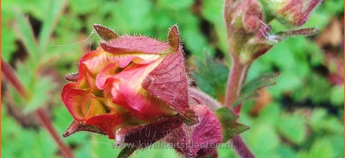 Geum chiloense 'Dolly North'