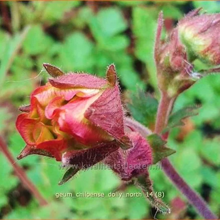 Geum chiloense 'Dolly North'