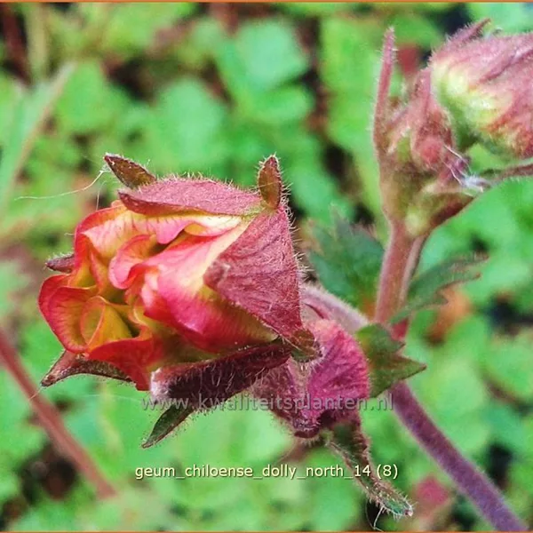 Geum chiloense 'Dolly North'