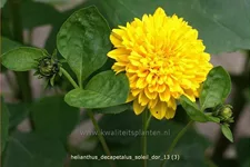 Helianthus decapetalus 'Soleil d´Or'