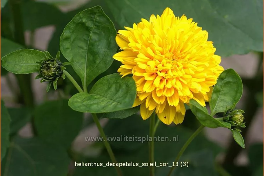 Helianthus decapetalus 'Soleil d´Or'