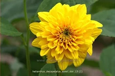 Helianthus decapetalus 'Soleil d´Or'