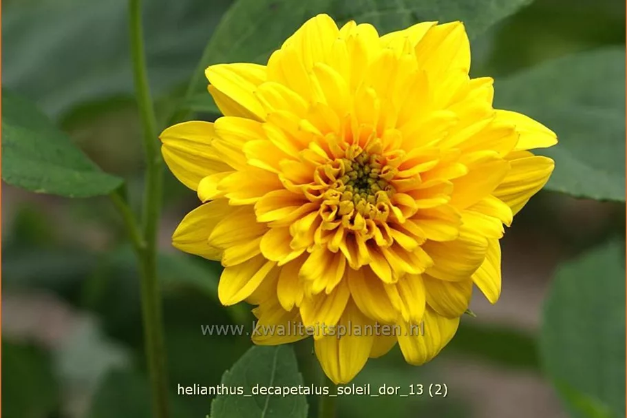 Helianthus decapetalus 'Soleil d´Or'