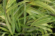 Hakonechloa macra 'Naomi'