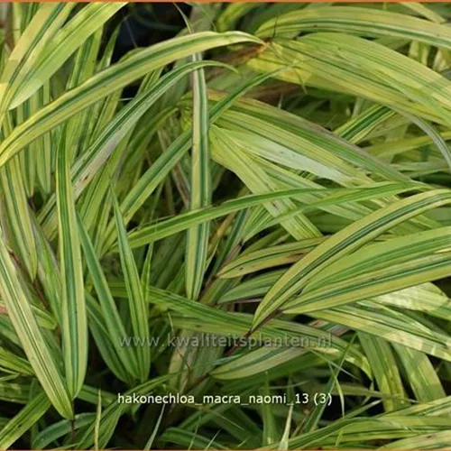 Hakonechloa macra 'Naomi'