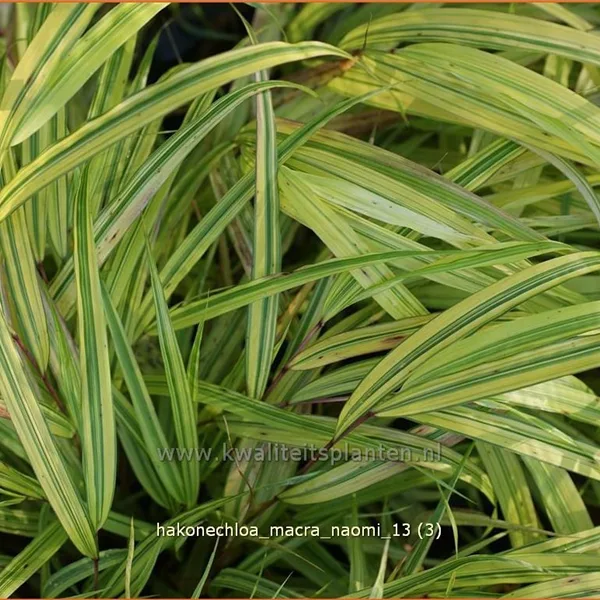 Hakonechloa macra 'Naomi'