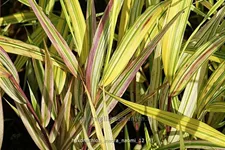 Hakonechloa macra 'Naomi'