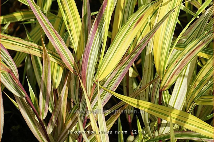 Hakonechloa macra 'Naomi'