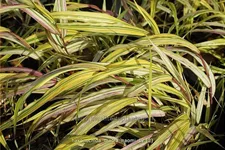 Hakonechloa macra 'Naomi'