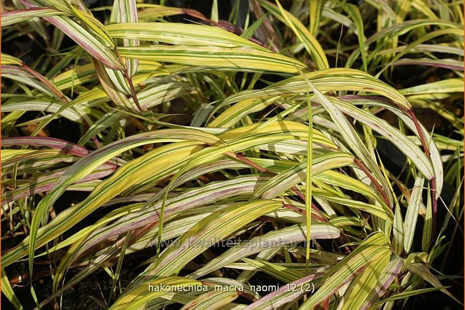 Hakonechloa macra 'Naomi'