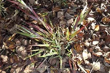 Hakonechloa macra 'Naomi'