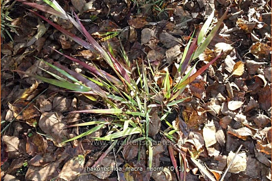 Hakonechloa macra 'Naomi'