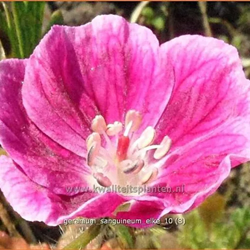 Geranium sanguineum 'Elke'