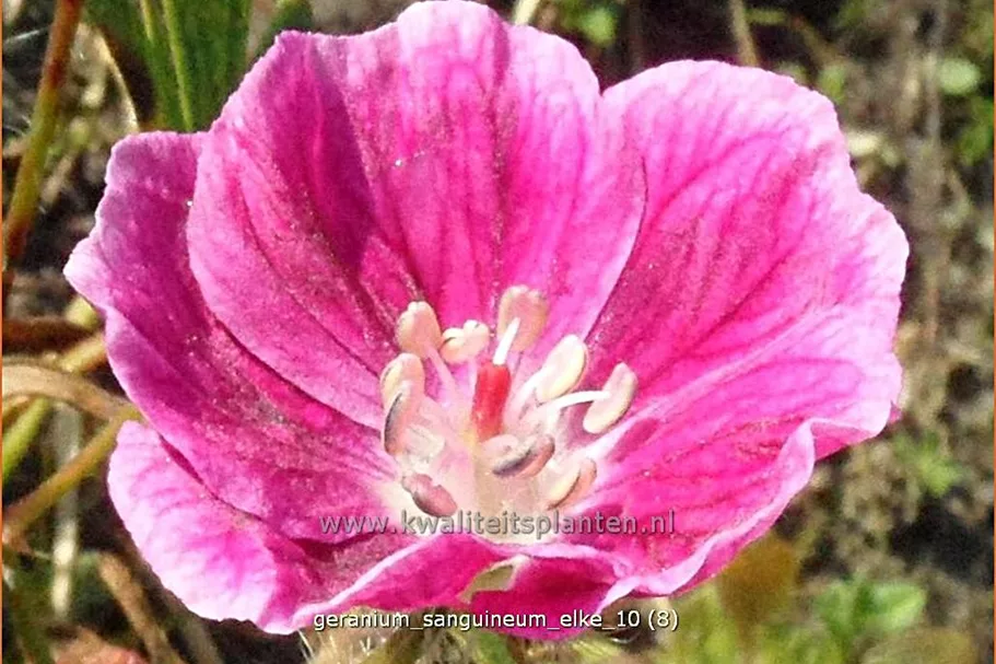 Geranium sanguineum 'Elke'
