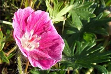 Geranium sanguineum 'Elke'