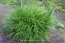 Hakonechloa macra 'Nicolas'®