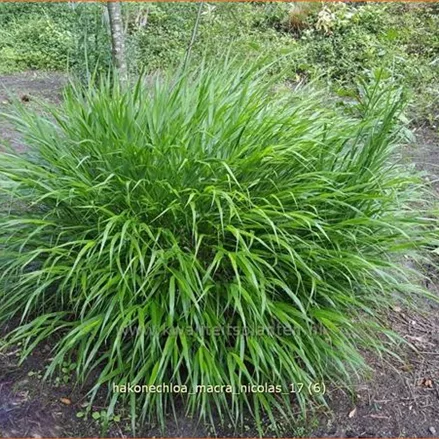 Hakonechloa macra 'Nicolas'®