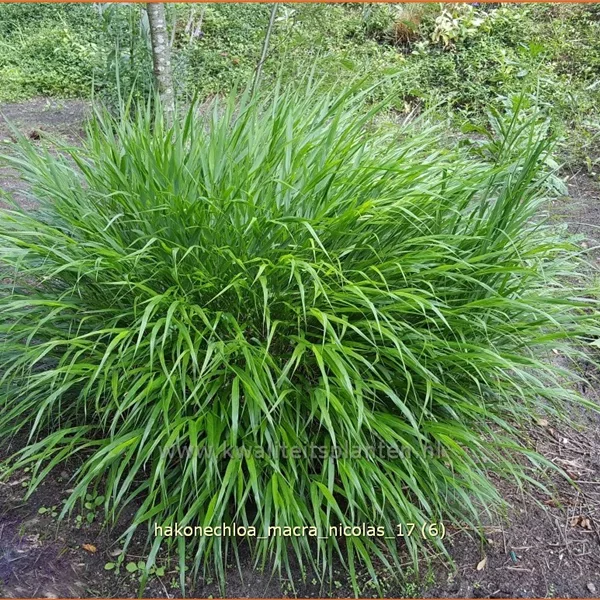 Hakonechloa macra 'Nicolas'®