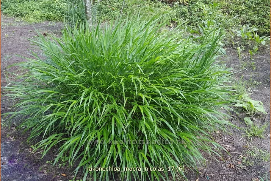 Hakonechloa macra 'Nicolas'®