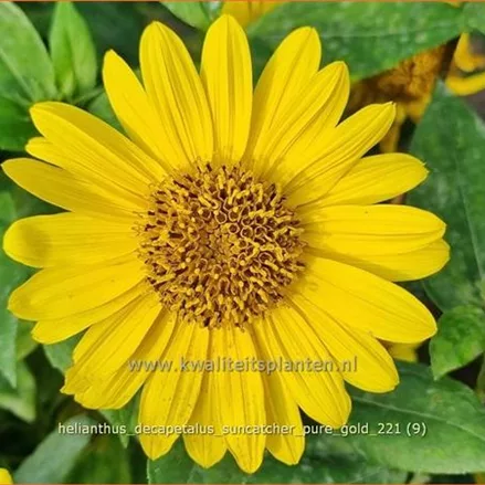 Helianthus decapetalus 'Suncatcher Pure Gold'