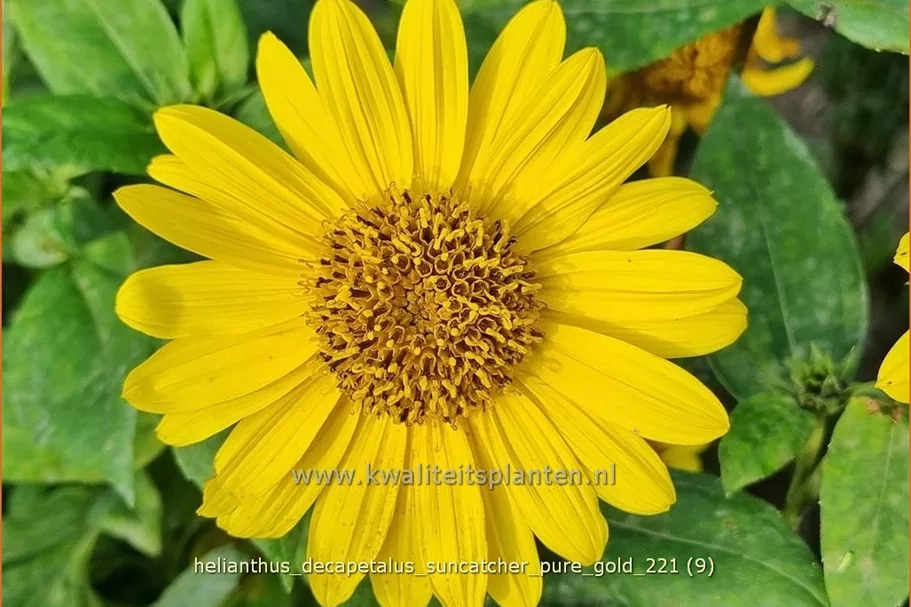 Helianthus decapetalus 'Suncatcher Pure Gold'