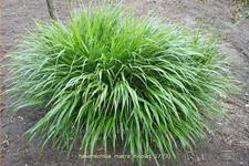 Hakonechloa macra 'Nicolas'®