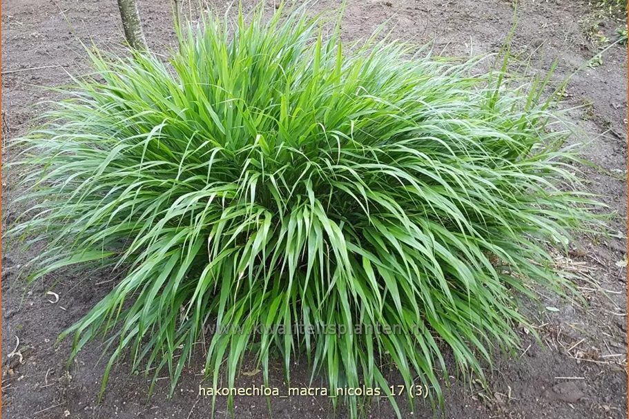 Hakonechloa macra 'Nicolas'®