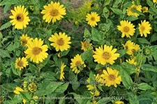 Helianthus decapetalus 'Suncatcher Pure Gold'