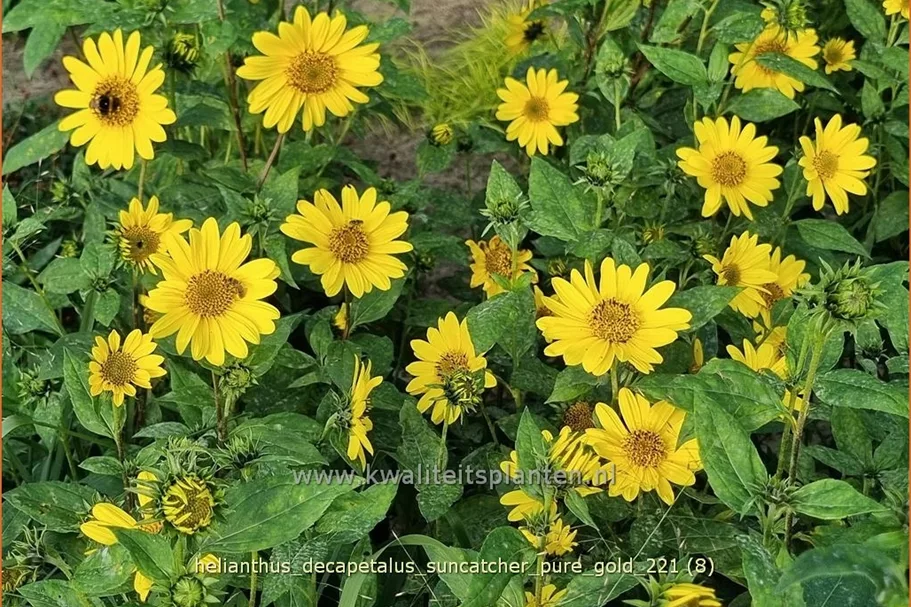 Helianthus decapetalus 'Suncatcher Pure Gold'