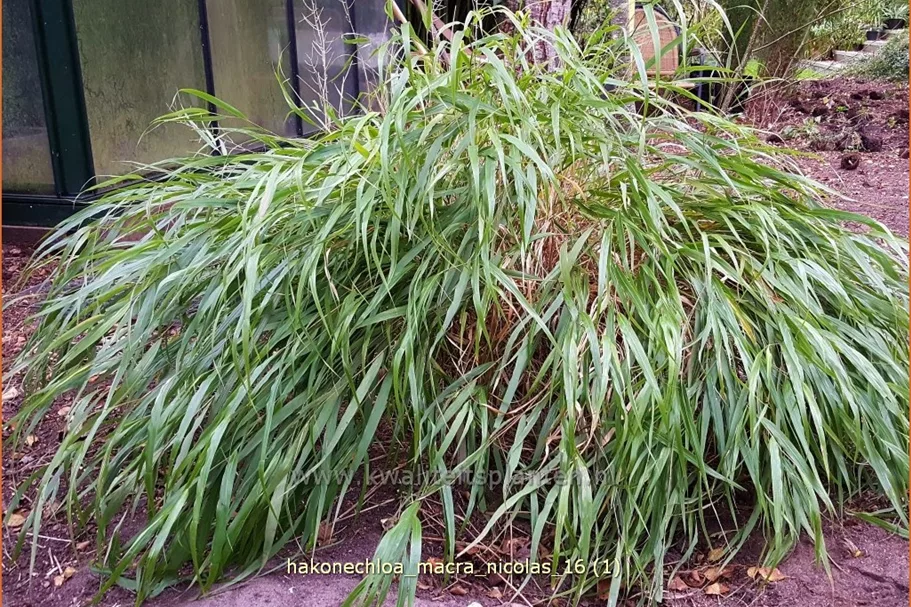 Hakonechloa macra 'Nicolas'®