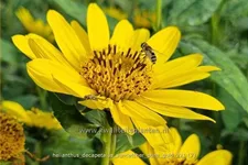 Helianthus decapetalus 'Suncatcher Pure Gold'