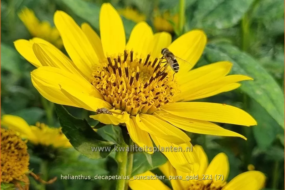 Helianthus decapetalus 'Suncatcher Pure Gold'
