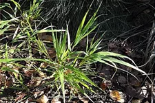 Hakonechloa macra 'Nicolas'®